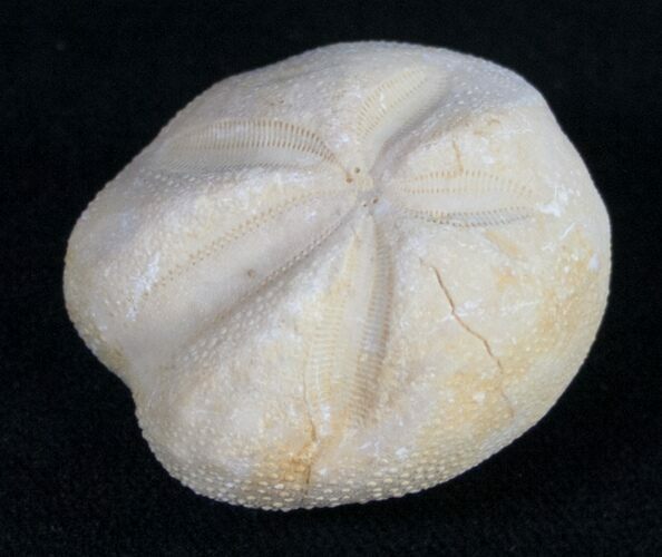 Cretaceous Mecaster Fossil Urchin - Morocco #10621